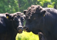 Welsh Black cattle