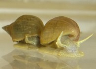 Slime trail following is found in many marine and freshwater snails