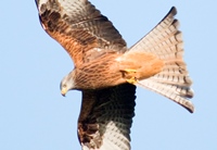 Red Kite - CREDIT Mike Hayward Welsh Kite Trust