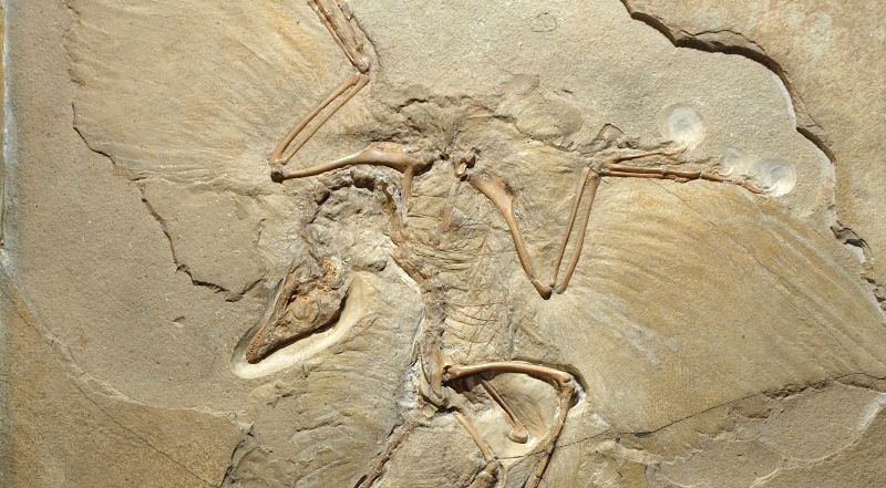 The Belin specimen of the Archaeopteryx discovered in 1876. Museum für Naturkunde, Berlin, Germany.