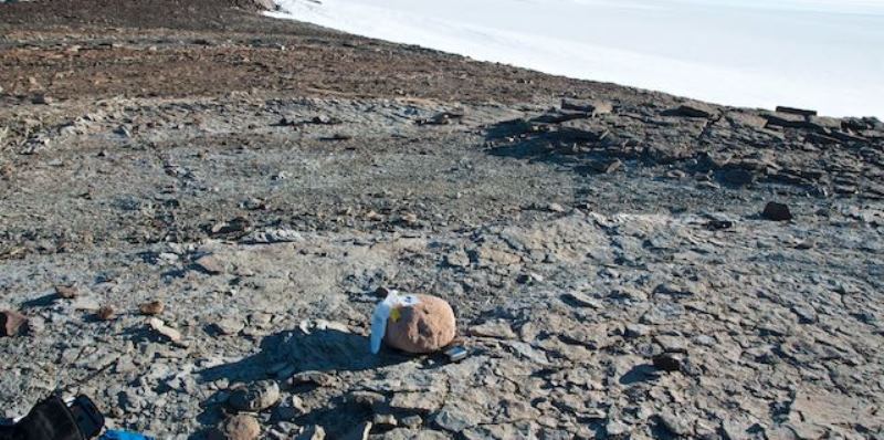 One of the quartzite boulders dumped onto sandstone bedrock on Fossilryggen. The boulder has been sampled as part of the MAGIC-DML project. Photo: Nat Lifton, January 2017.