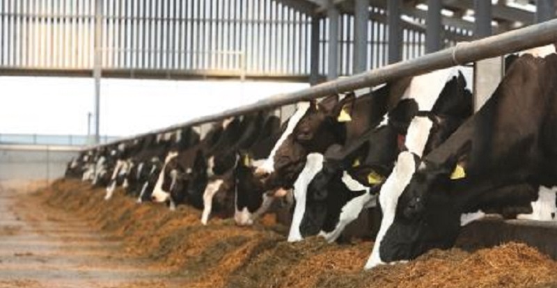 Dairy cows eating silage courtesy of Genus ABS