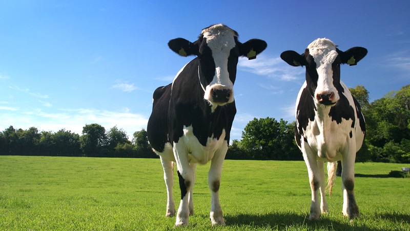 The CowficieNcy project will provide tools that can help the dairy industry shift towards more efficient and less polluting production methods