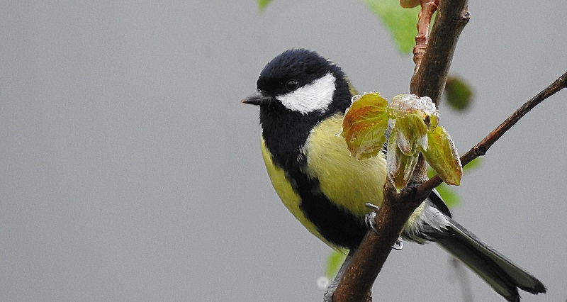 Townie Great Tits are tougher, research shows - Aberystwyth University