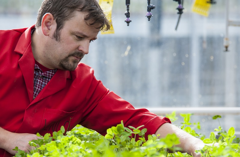 Red clover breeding at IBERS