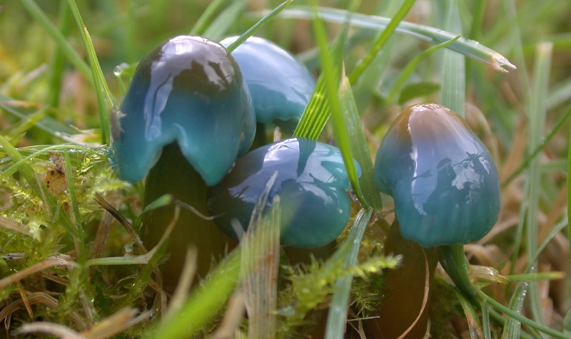 One of the Waxcap species detected by the eDNA technique