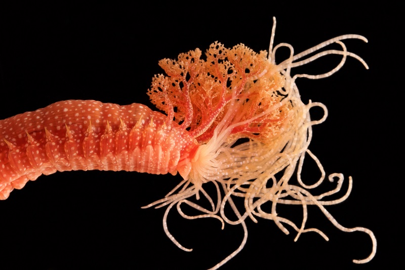 Strawberry Spaghetti Worm