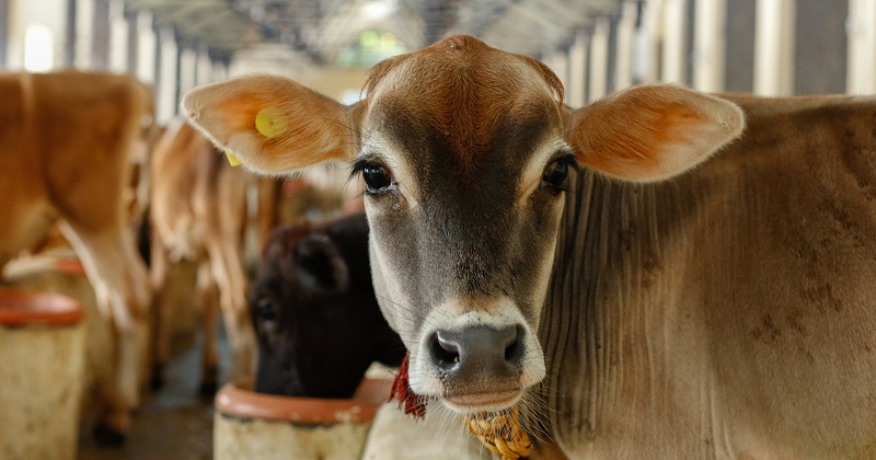 Two skin tests for cattle have been developed by an international team of scientists that can distinguish between animals that are infected with bovine TB and those that have been vaccinated against the disease.