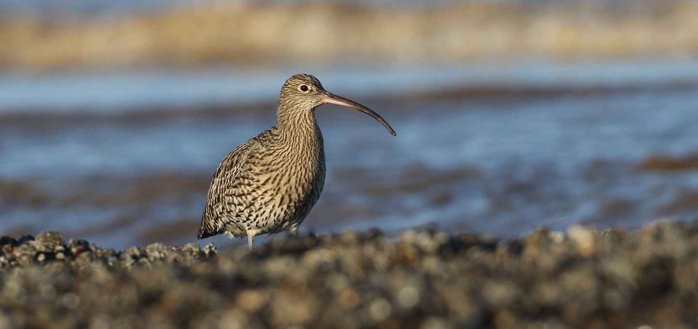 Curlew. Credit: Liz Cutting / British Trust for Ornithology