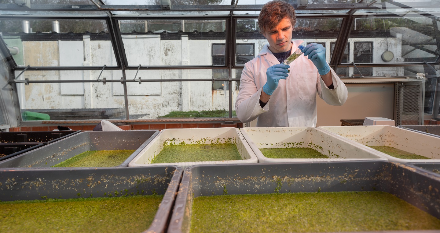 Scientists at Aberystwyth University’s Institute of Biological, Environmental and Rural Sciences (IBERS) are looking at how farm waste can be used to grow duckweed as a protein source for feeding livestock.