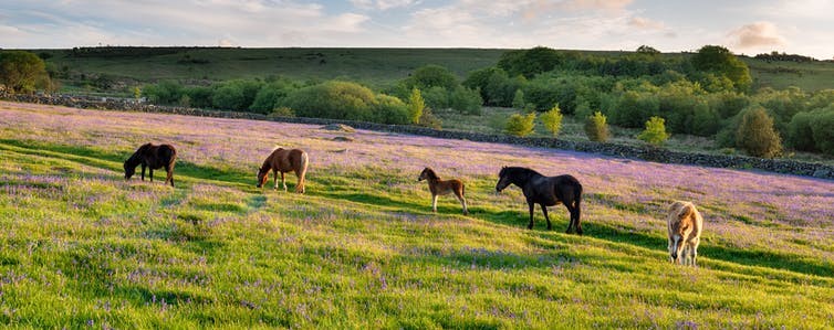 Ponies grazing in a bluebell meadow in Dartmoor National Park, Devon. Helen Hotson/Shutterstock
