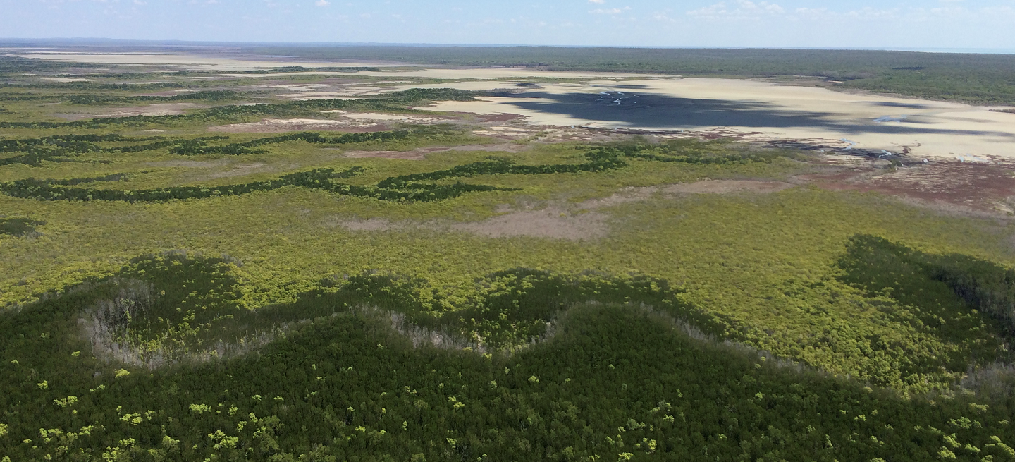 An aerial view of mangrove coverage in northern Australia.