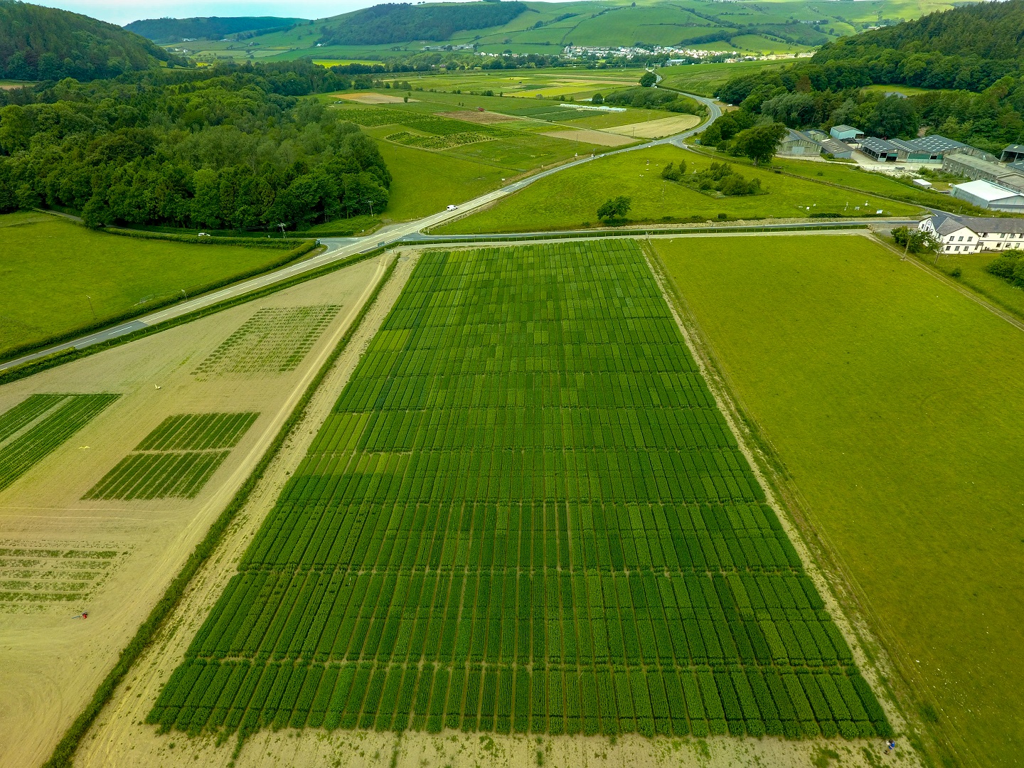 A field at IBERS where oats are grown for research purposes