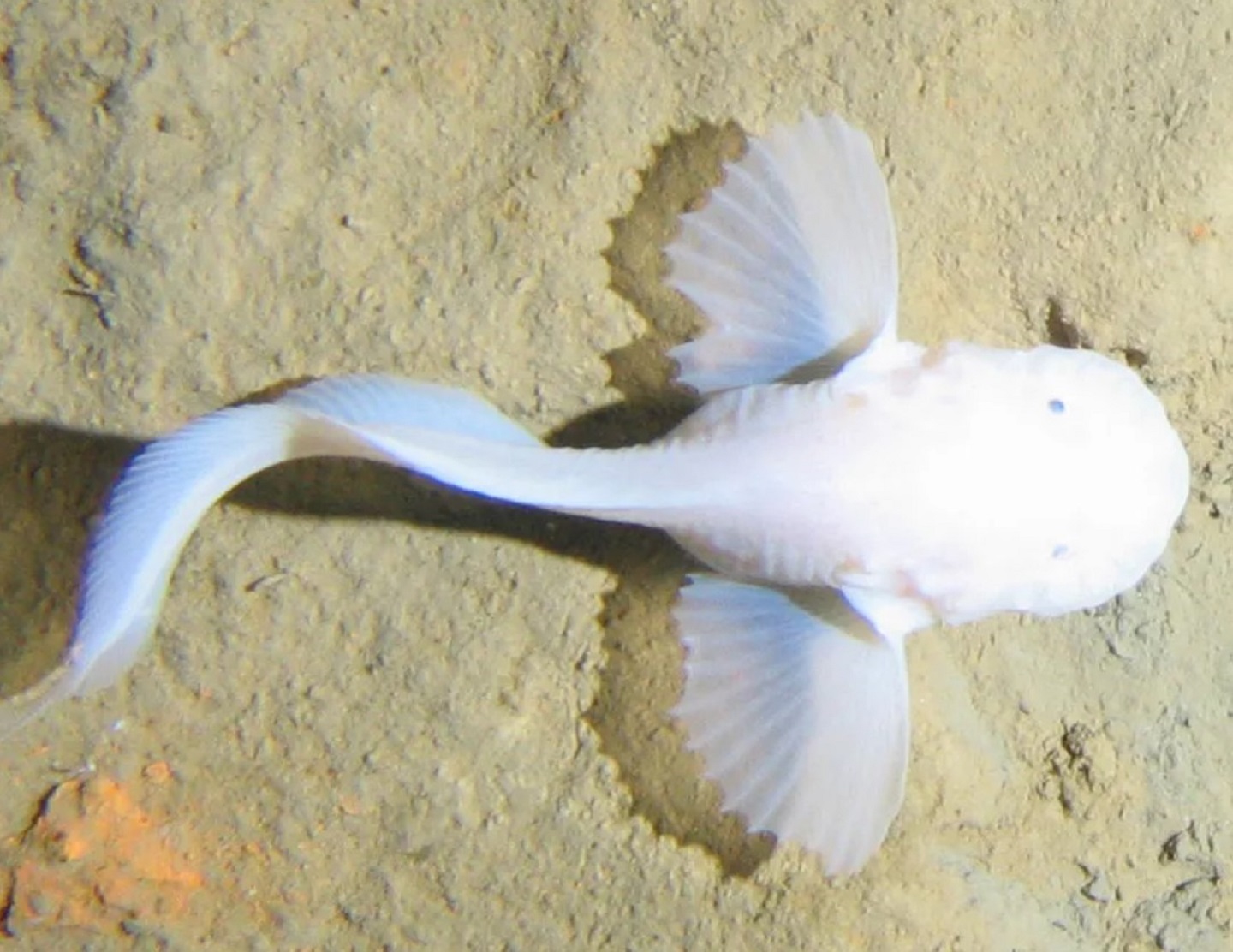 The snailfish that inspired the robot. Alan Jamieson, Author provided (No reuse)