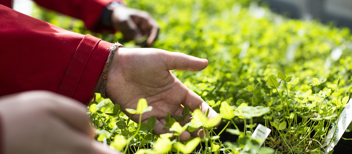 Plants grown under controlled conditions