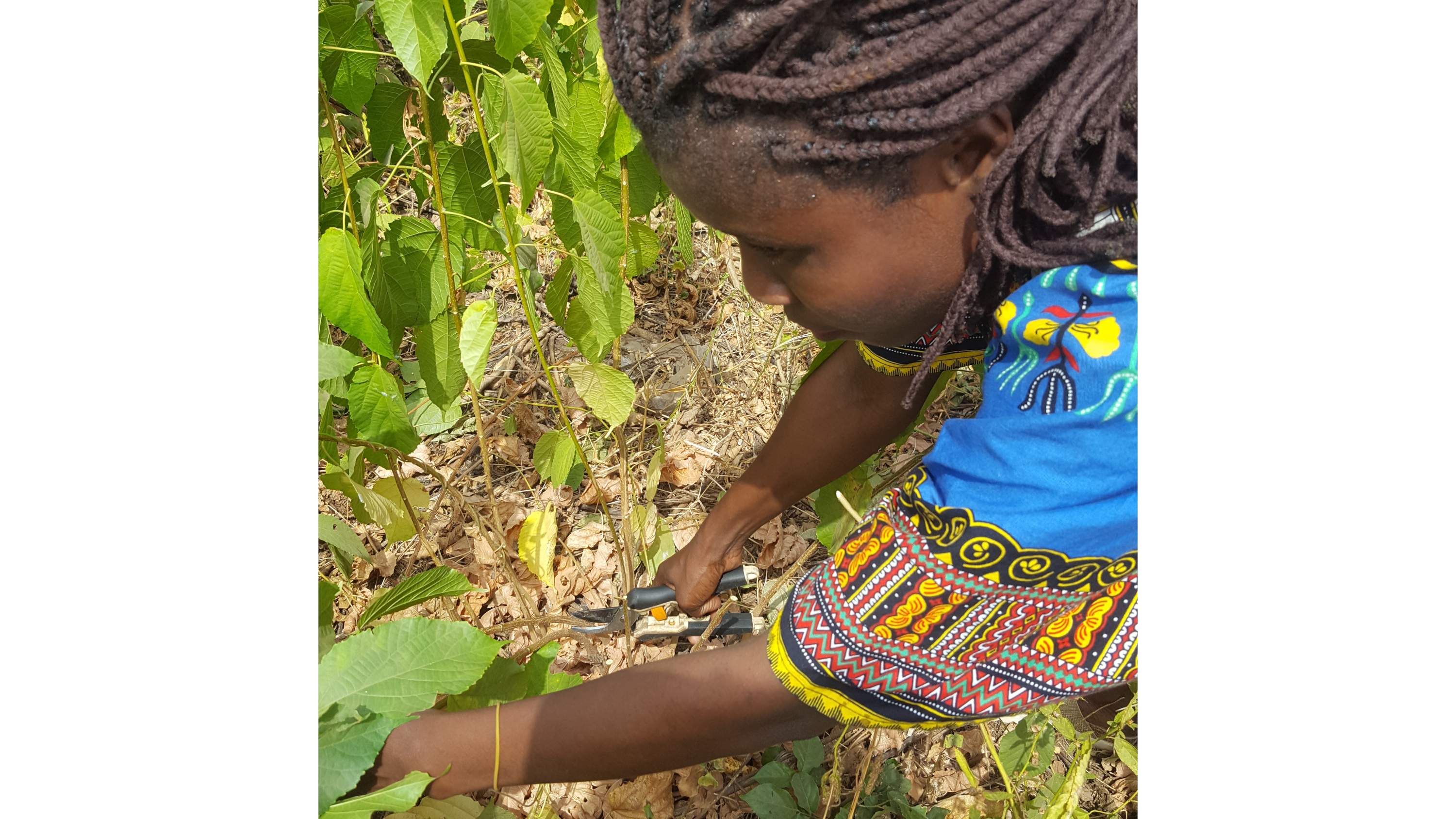 Dr Adeniyi with Christmas Bush leaves