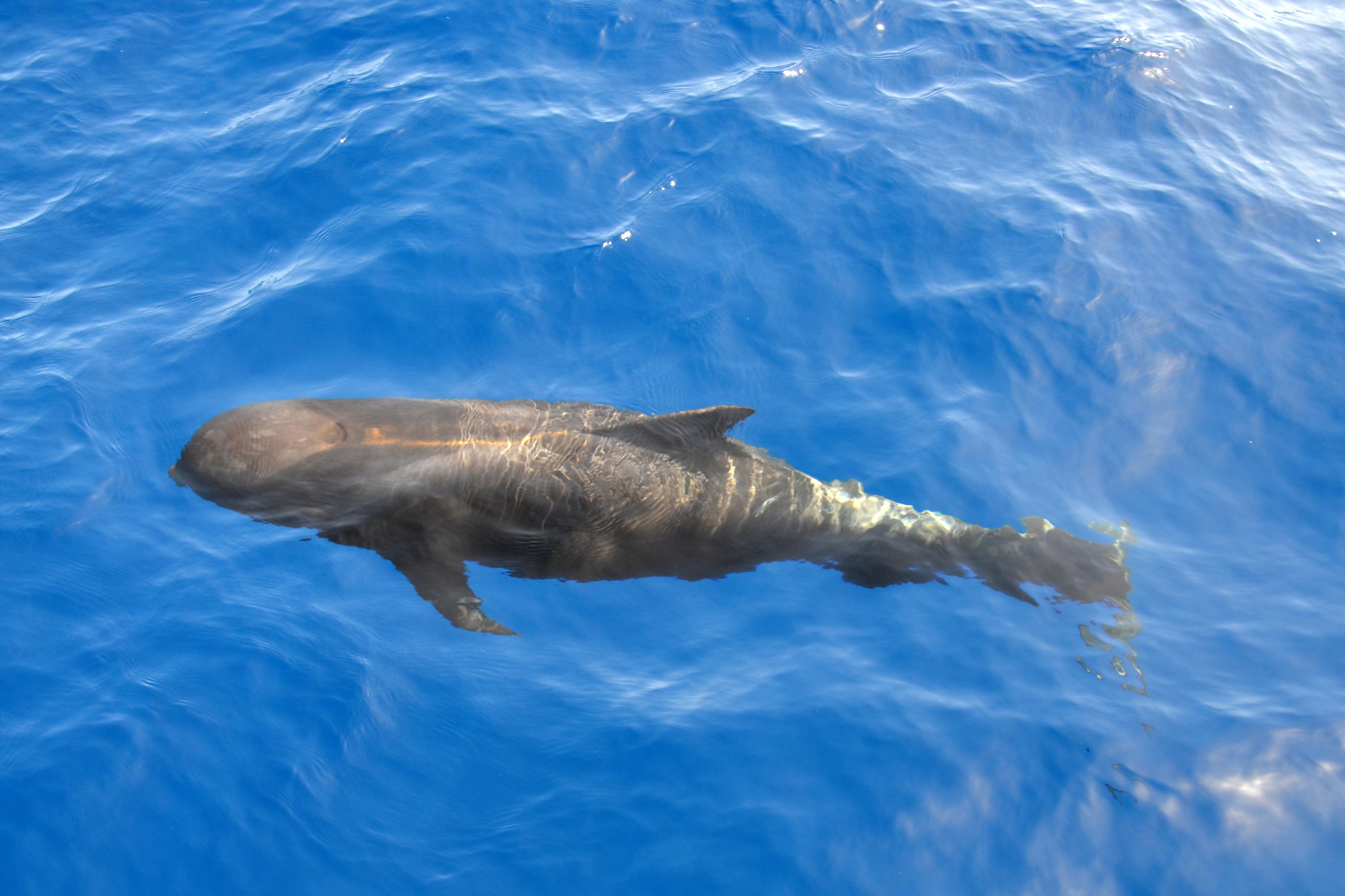 Pilot Whale – image by Bernhard Staärck from Pixabay