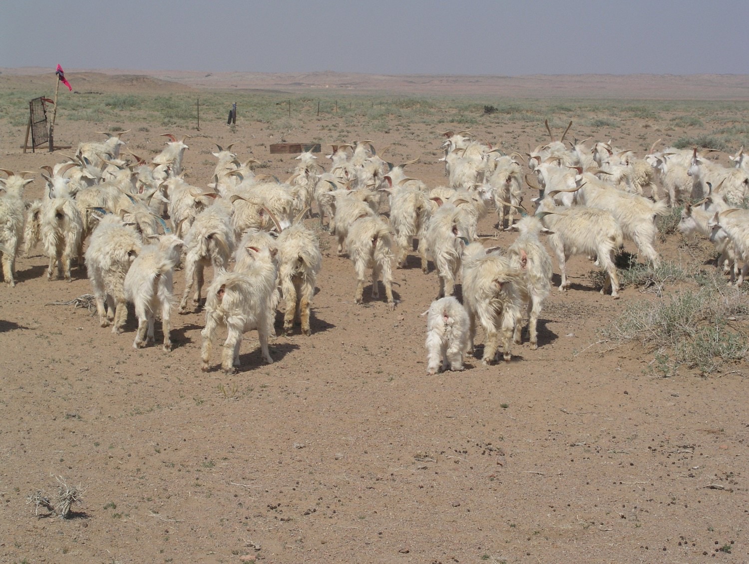 Sheep in Mongolia. Credit: Dr Wei He / Prof. Baoyu Zhao