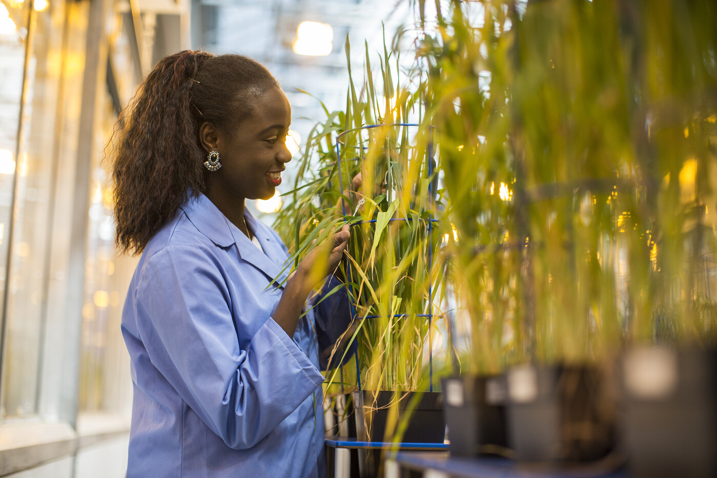 National Plant Phenomics Centre, IBERS, Aberystwyth University