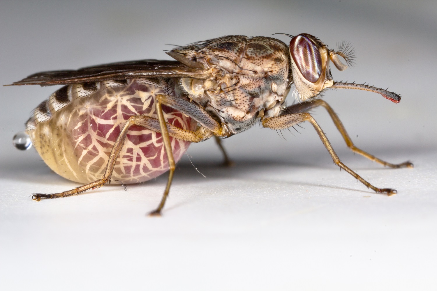 A tsetse fly with its abdomen swollen after a blood meal.  Image credit: Oregon State University [CC BY-SA 2.0 (http://creativecommons.org/licenses/by-sa/2.0)], via Flickr.