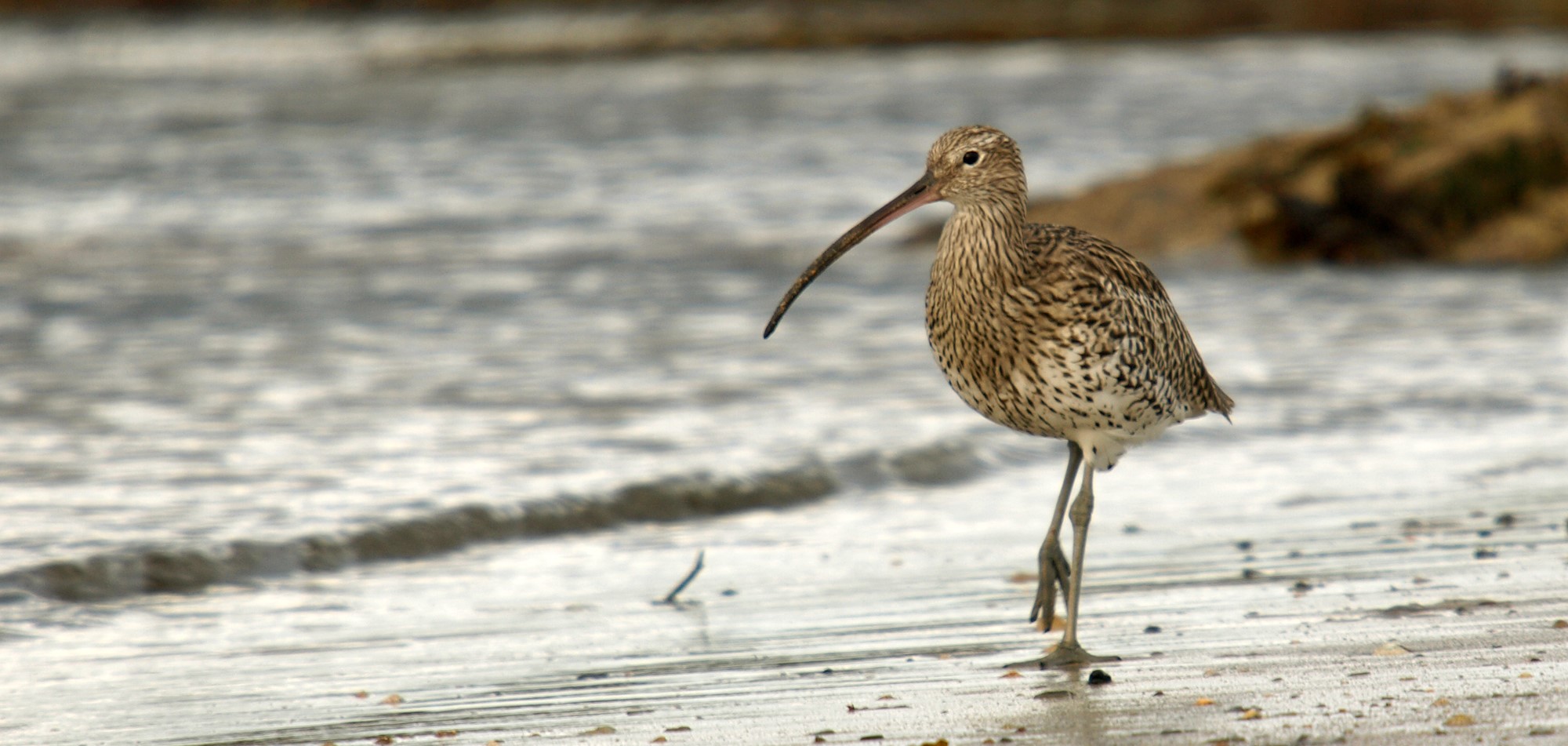 The curlew, Europe’s largest wading bird with its distinctive long curved bill, is commonly found feeding on tidal mudflats, saltmarshes and nearby farmland in winter. It was added to the Red list on the UK Conservation Status Report in 2015.