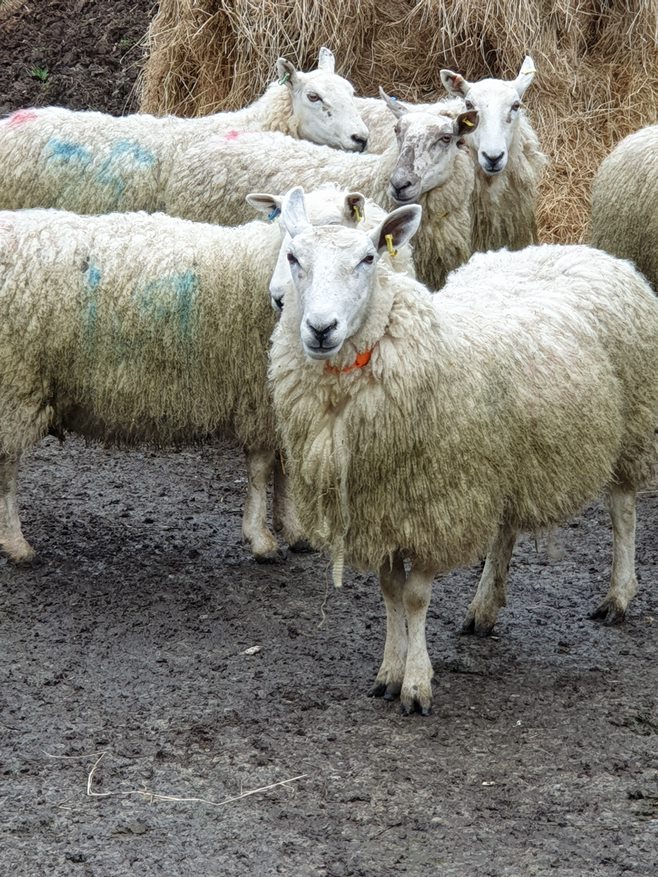 Sheep on one of Aberystwyth University's farms