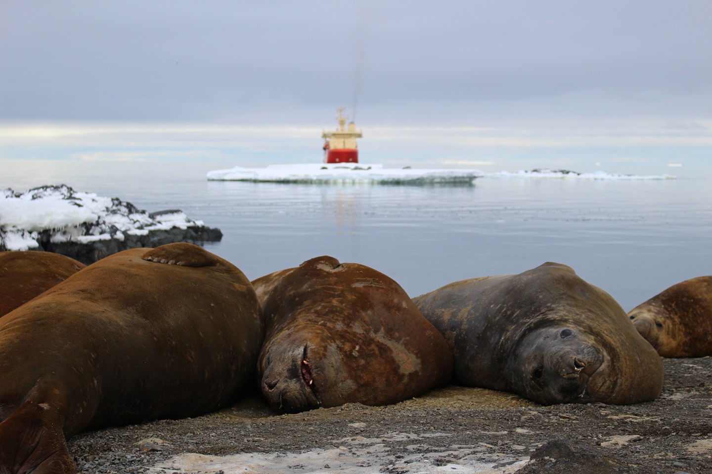 Elephant Seals in the Antarctic