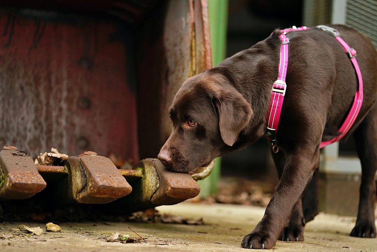 A dog performing scent training. Copyright: Nick Lynch (Ten77 Dog Photography)