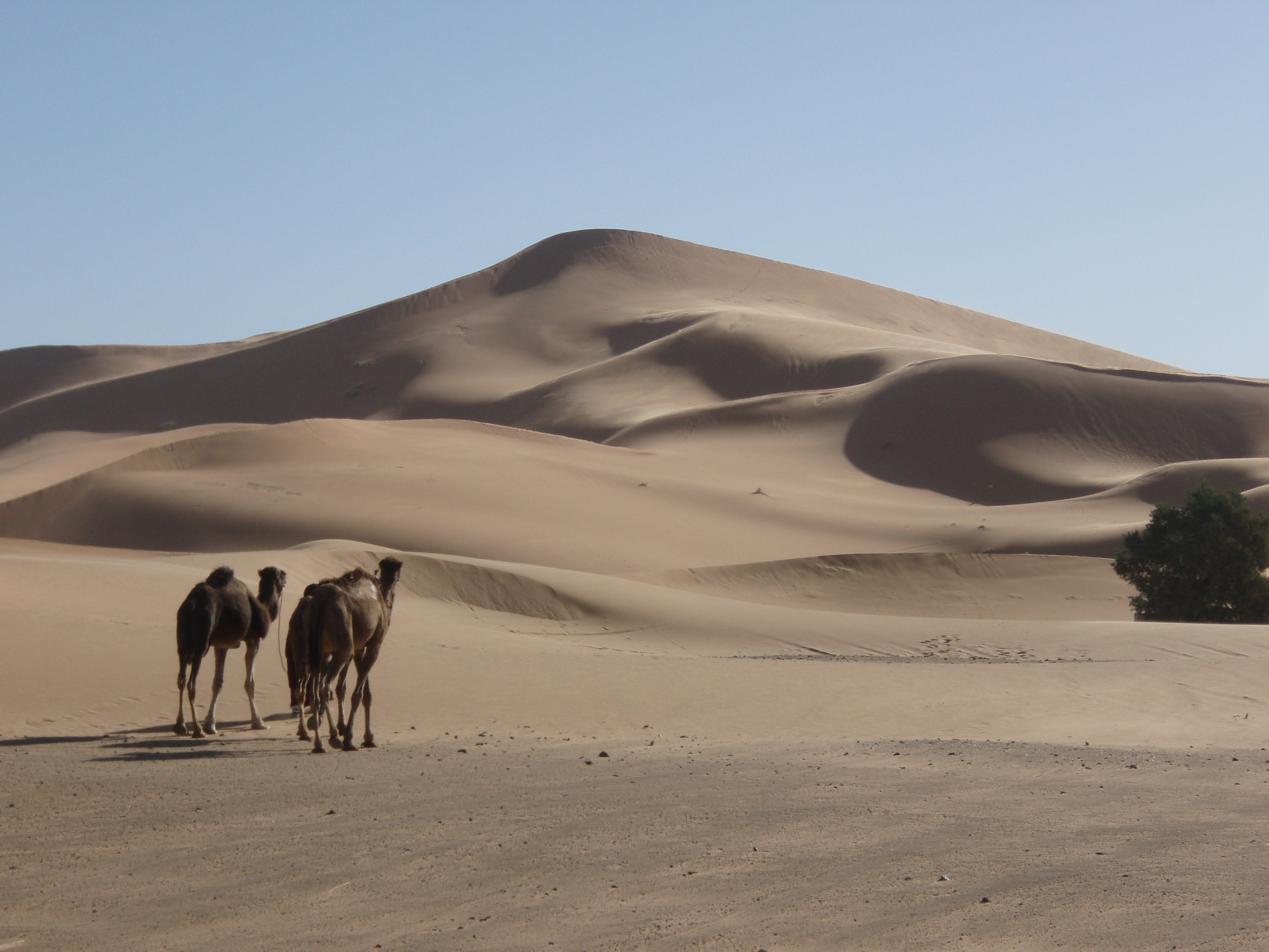 Lala Lallia Star Dune in Erg Chebbi, Morocco. Credit: Prof C Bristow