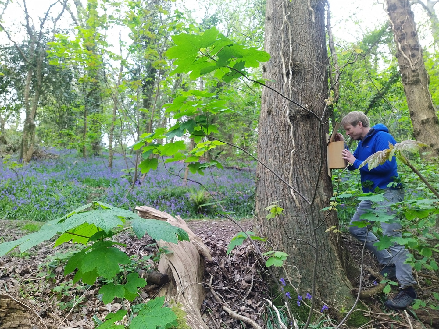 Dr Peter Korsten checking one of the nest boxes in Aberystwyth