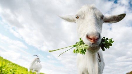 Dudarev Mikhail/Shutterstock
