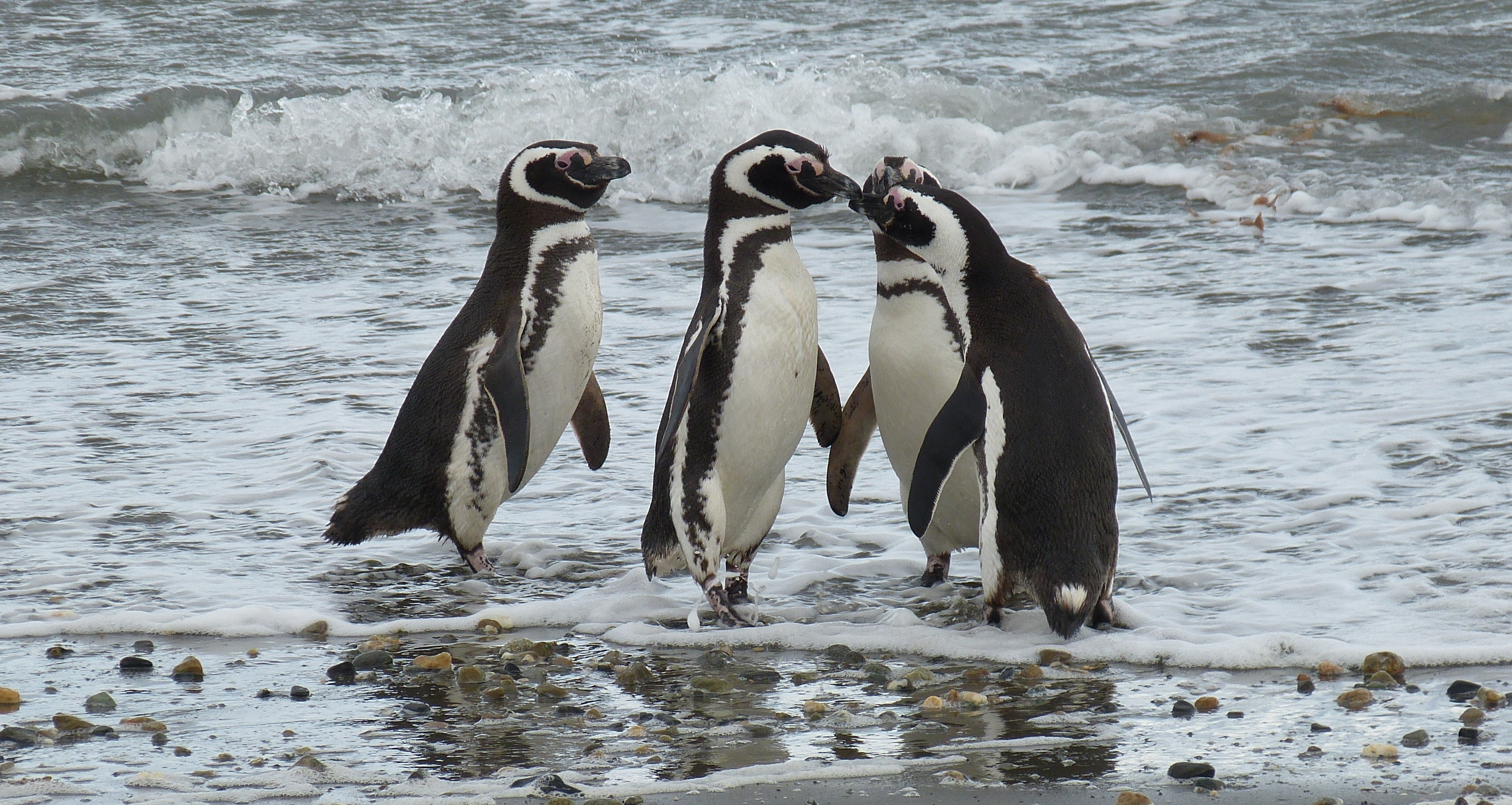 Magellanic penguins - Image by falco from Pixabay