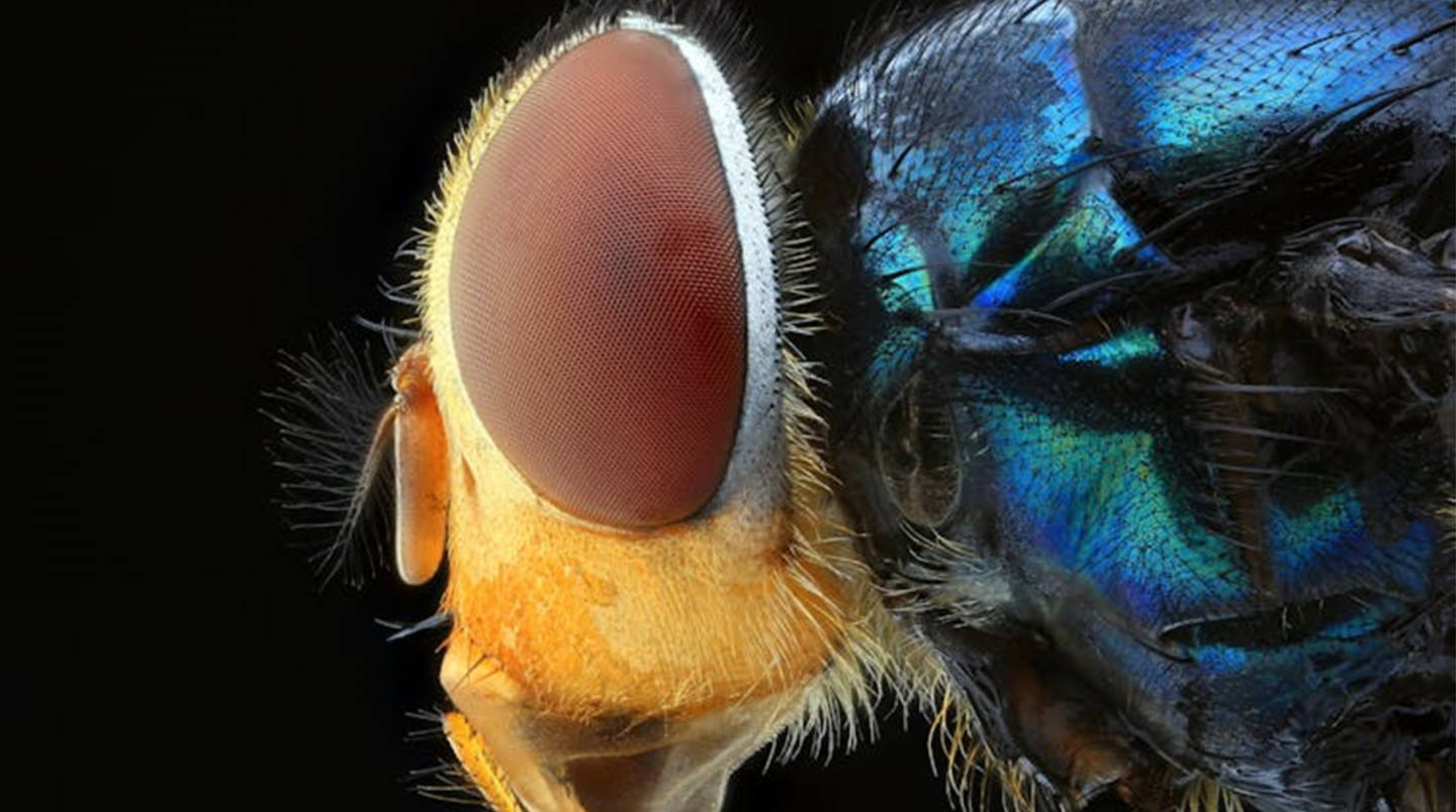 What do you look like to a house fly? Lee Hua Ming/Shutterstock