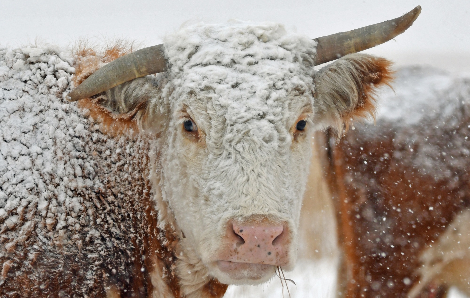 Image by Cowboypo8 from Pixabay