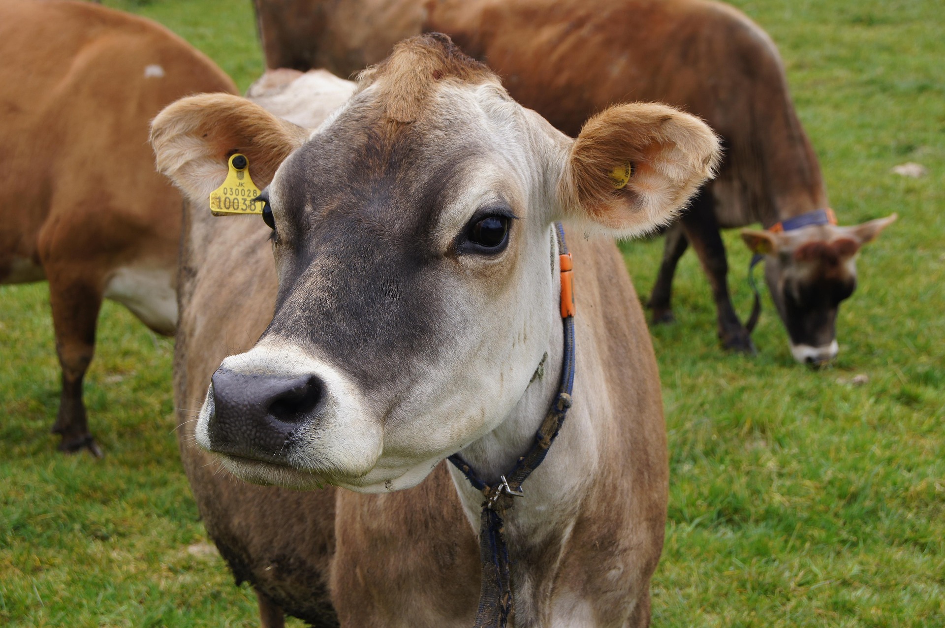 Jersey cow - photo by Ari Kejonen from Pixabay