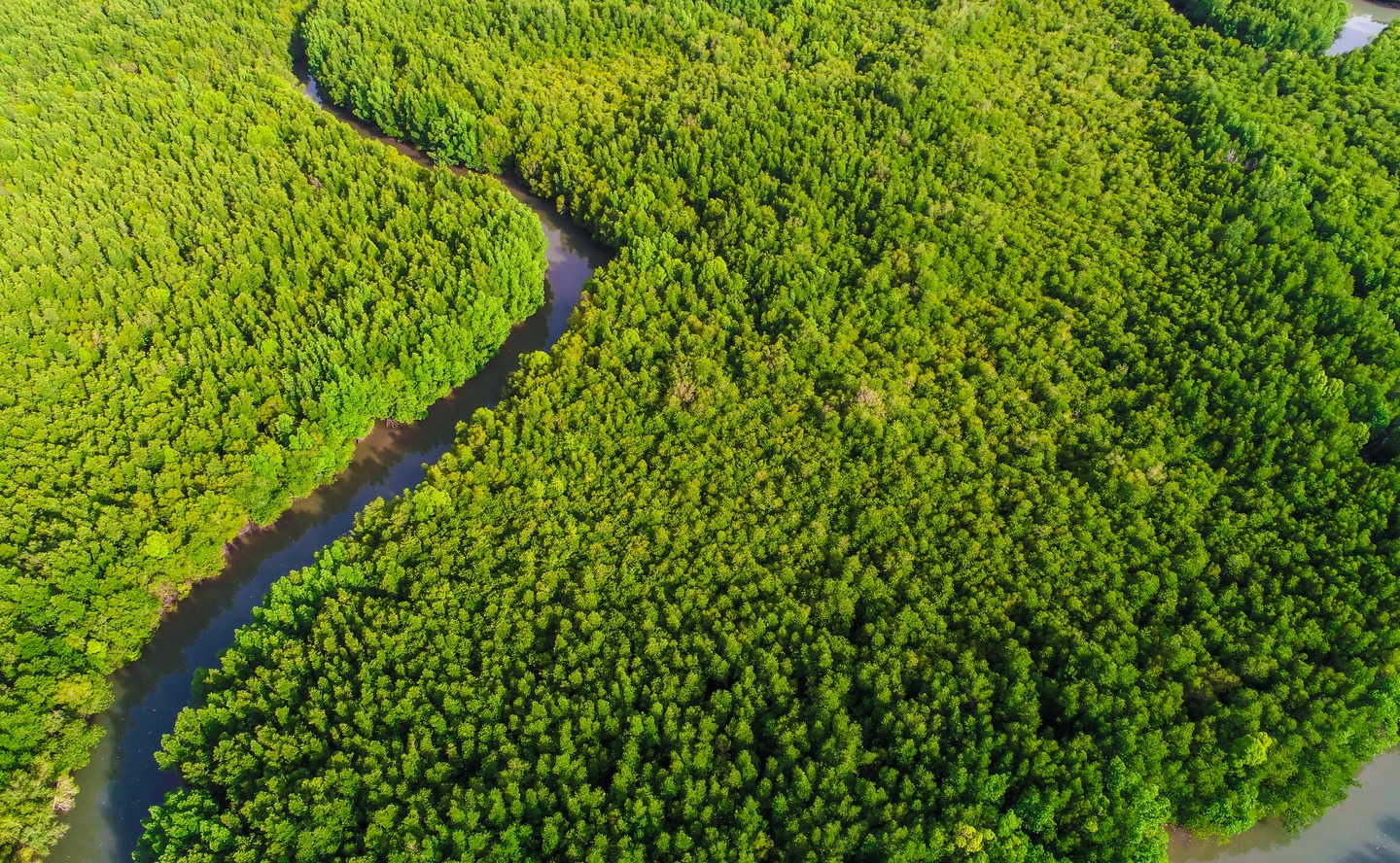 Mangrove forest