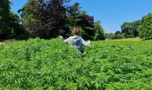 Industrial hemp crop at Aberystwyth University