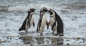 Magellanic penguins - Image by falco from Pixabay
