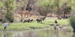 Mapungubwe National Park, South Africa