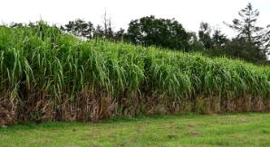 Miscanthus at Aberystwyth University