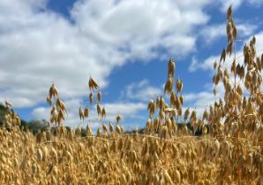 Mature winter oats grown at IBERS, Aberystwyth University. 