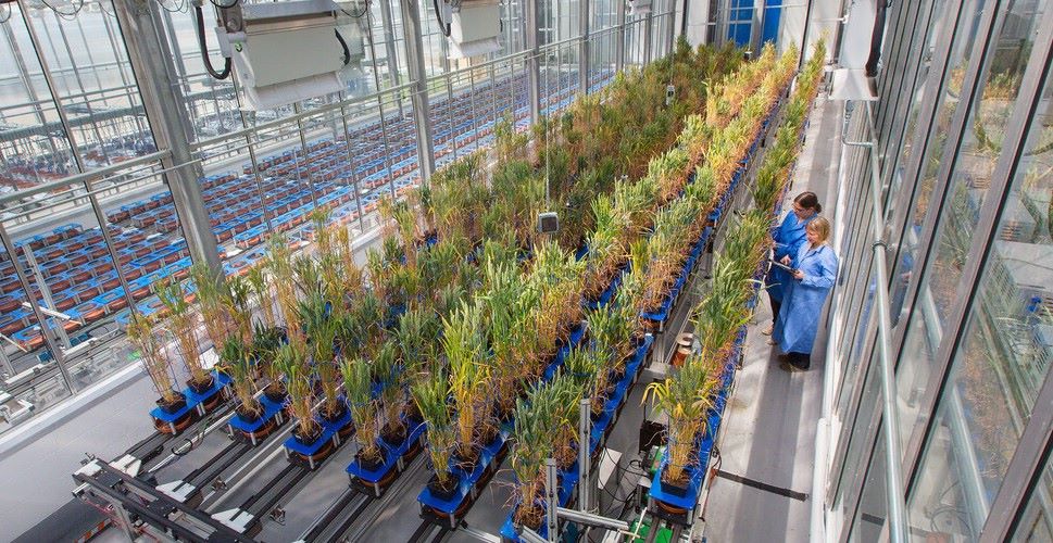 National Plant Phenomics Centre (NPPC)