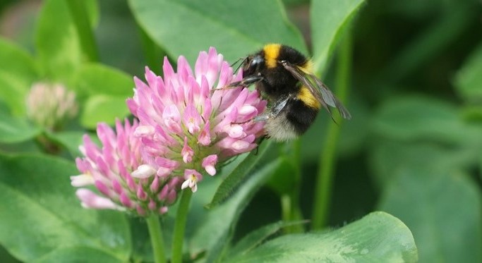 Red clover