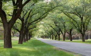 Tree-lined avenue. Credit: Steve Lovegrove