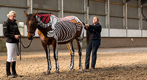 Studying Equine at Aberystwyth