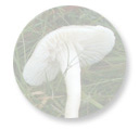 Waxcap fungi