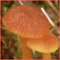 Photograph of Hygrocybe calciphila