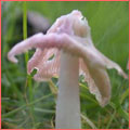 Photograph of Hygrocybe calyptriformis