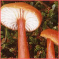 Photograph of Hygrocybe cantharellus