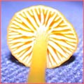 Photograph of Hygrocybe ceracea